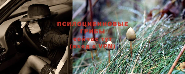 шишки Арсеньев